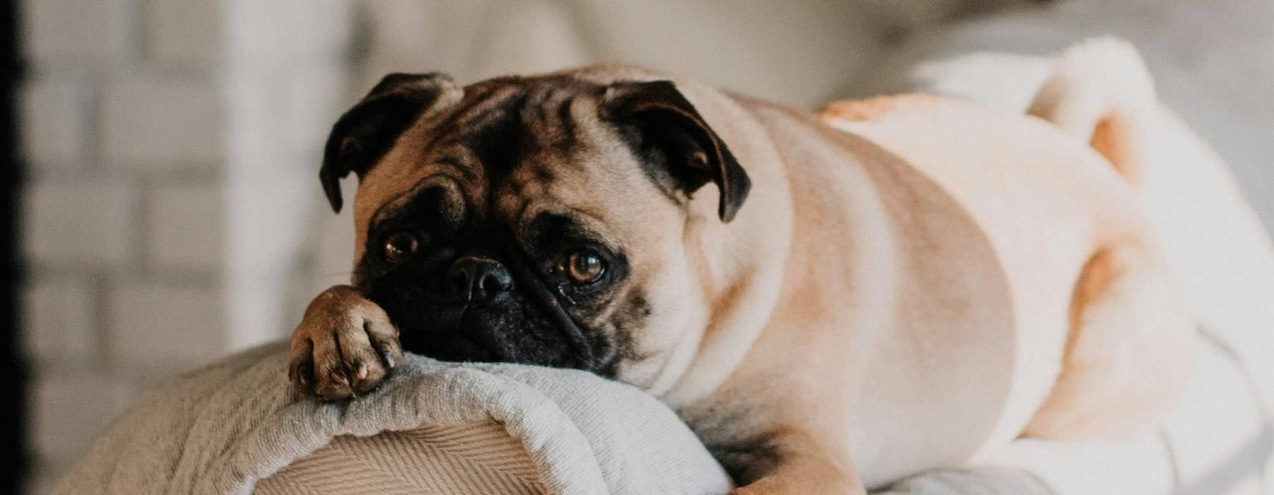 a dog lying on a couch